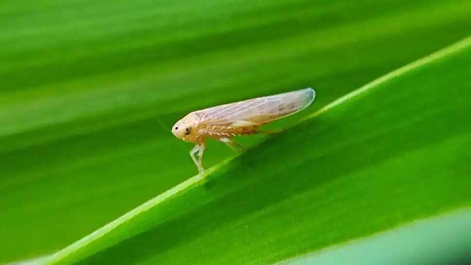 Las poblaciones de dalbulus maidis disminuyen en el país, de acuerdo a la red de monitoreo