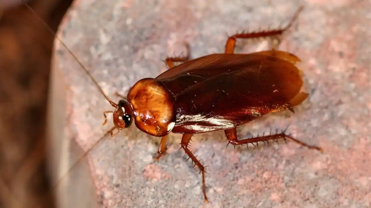 ¿Qué significa encontrar cucarachas en casa? Esto dice el Feng Shui