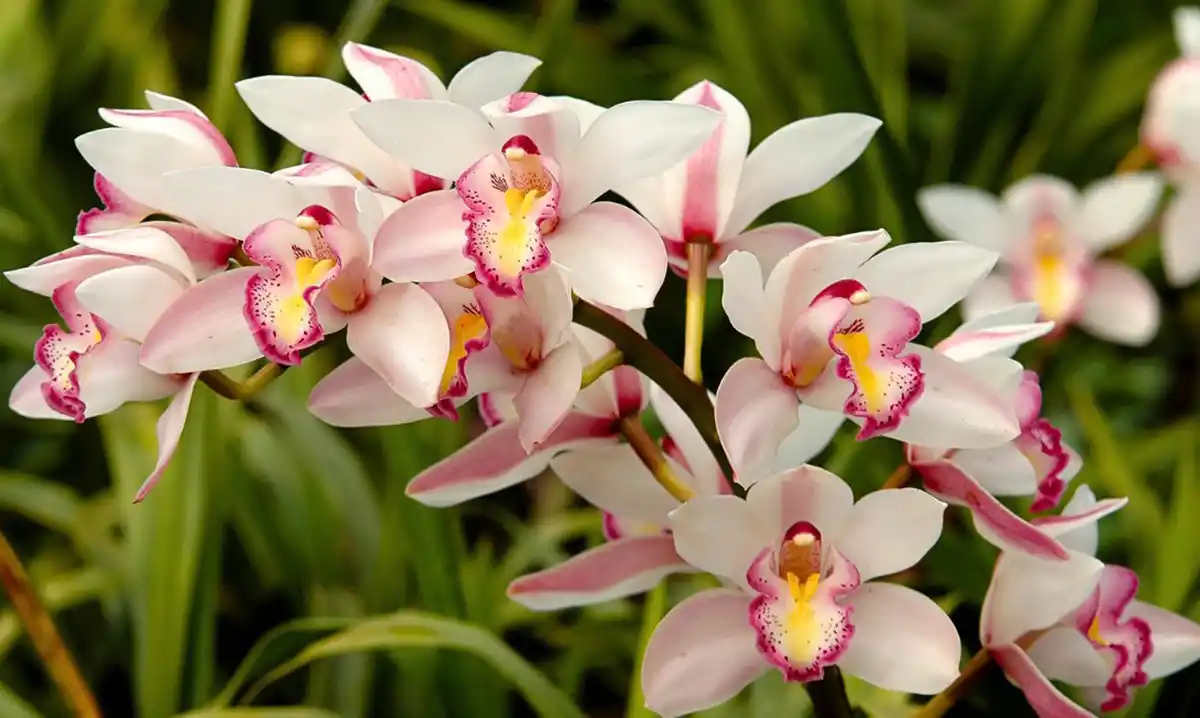 La 22ª Exposición de Orquídeas se llevará a cabo este fin de semana en Yerba Buena