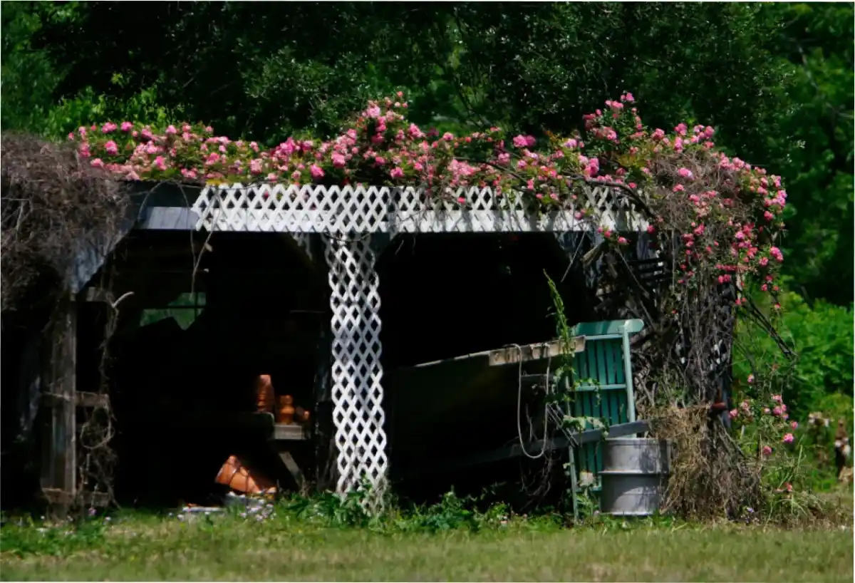 Las flores homónimas de Martin florecen en el cobertizo del tractor en su antigua casa en abril de 2007. Nick de la Torre/Houston Chronicle/Getty Images/CNN
