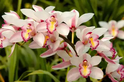 La 22ª Exposición de Orquídeas se llevará a cabo este fin de semana en Yerba Buena
