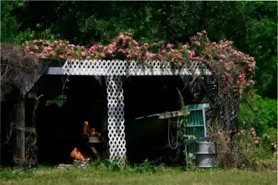 Luego de un catástrófico huracán, una misteriosa flor se esparció por todo un país ¿qué está pasando?
