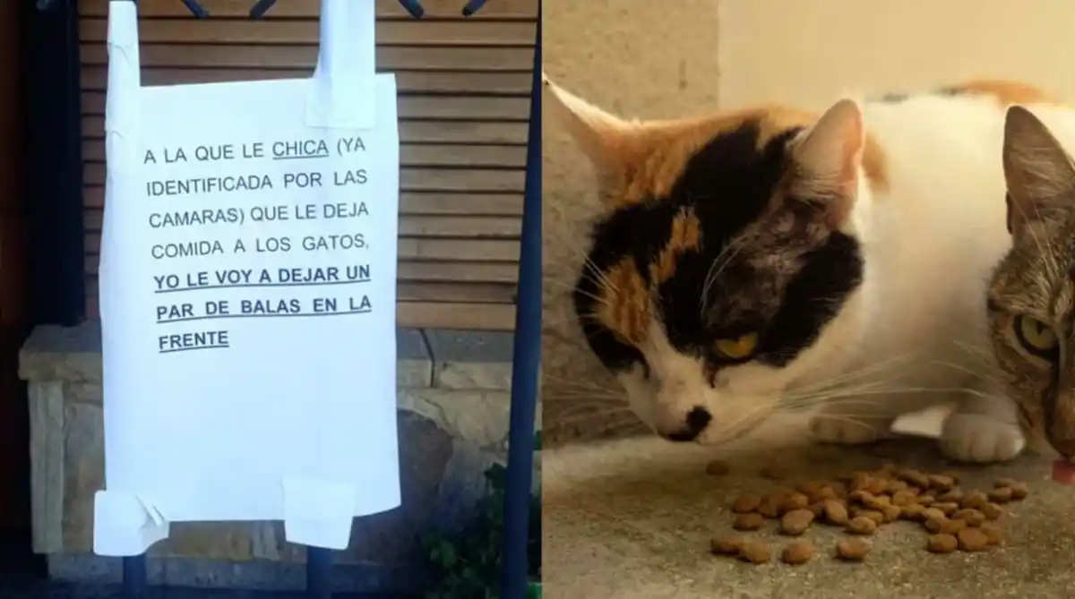 Un vecino amenazó de muerte a una joven por alimentar a los gatos callejeros en La Plata: “Balas en la frente”