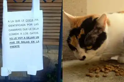 Un vecino amenazó de muerte a una joven por alimentar a los gatos callejeros en La Plata: “Balas en la frente”
