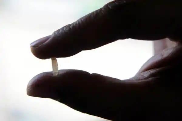 Una fecha, la paella que no es y 10.000 años de historia dentro de un grano