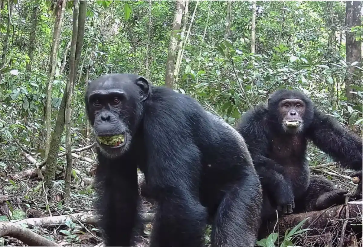 Los chimpancés comían alrededor de 4,5 kilogramos de fruta al día. Foto: Alexéi Maro, CNN