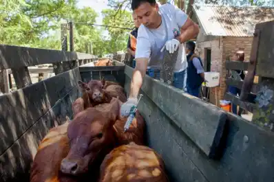El Senasa aprobó cambios en el plan de vacunación antiaftosa