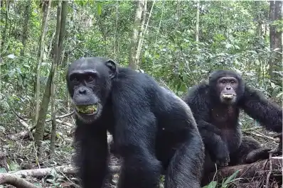 ¿Monos alcohólicos? una fruta de su dieta tiene los mismos efectos que una cerveza diaria
