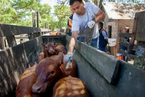 El Senasa aprobó cambios en el plan de vacunación antiaftosa