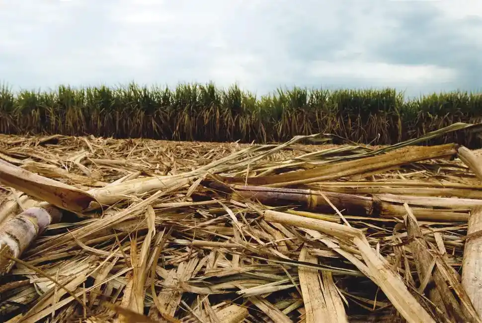 CONTEXTO. La prohibición de la quema y la permanencia de los RAC establecieron un sistema más favorable al proteger el suelo y mejorar su fertilidad.