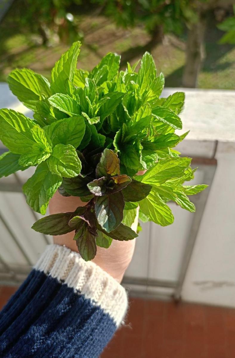 LifeStyle: Tu jardín, medicina natural