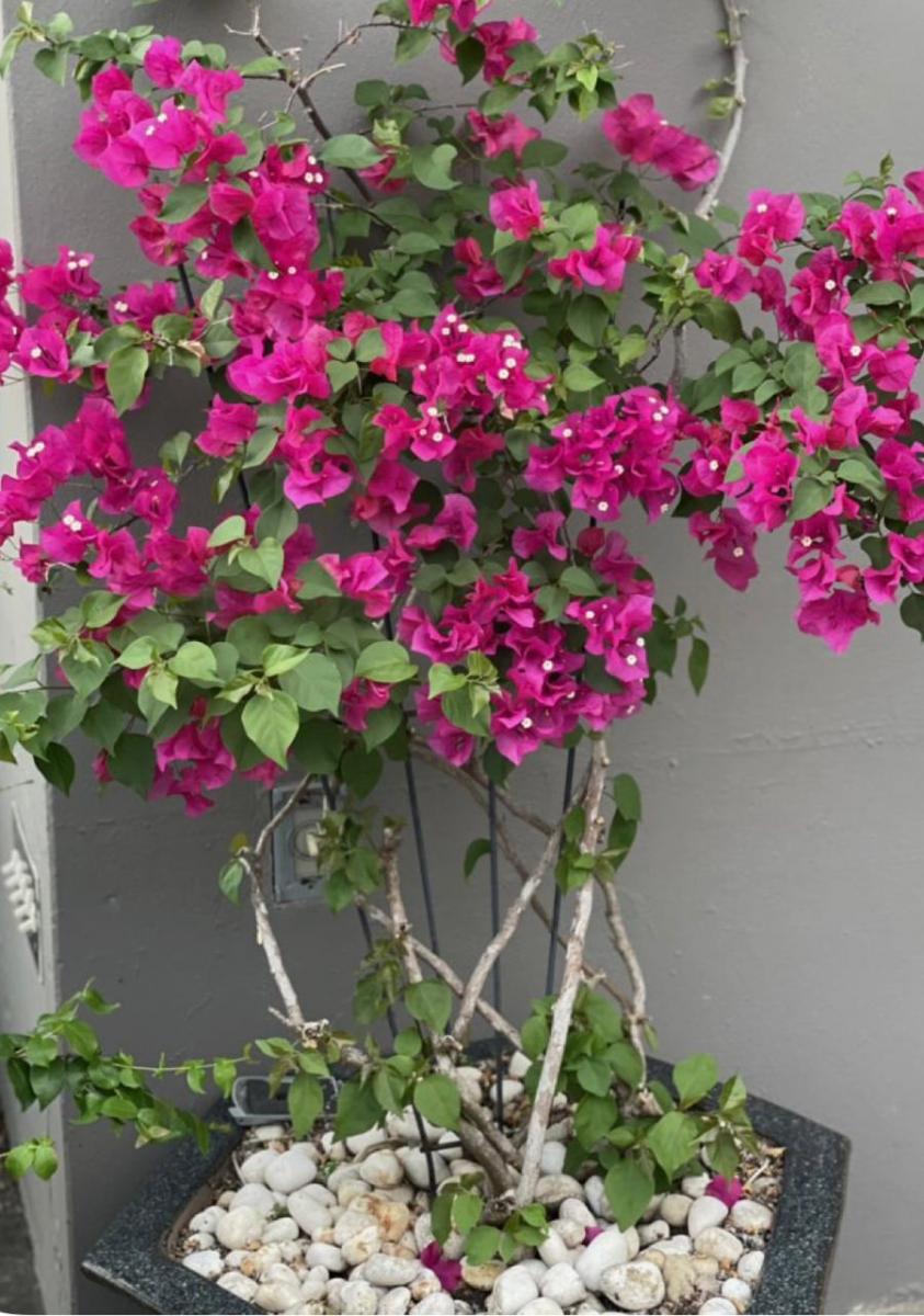 LifeStyle: Tu jardín, medicina natural