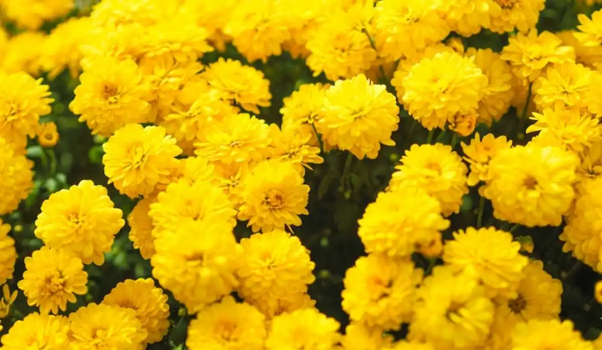 ¿Cuál es el verdadero significado de regalar flores amarillas el 21 de septiembre?