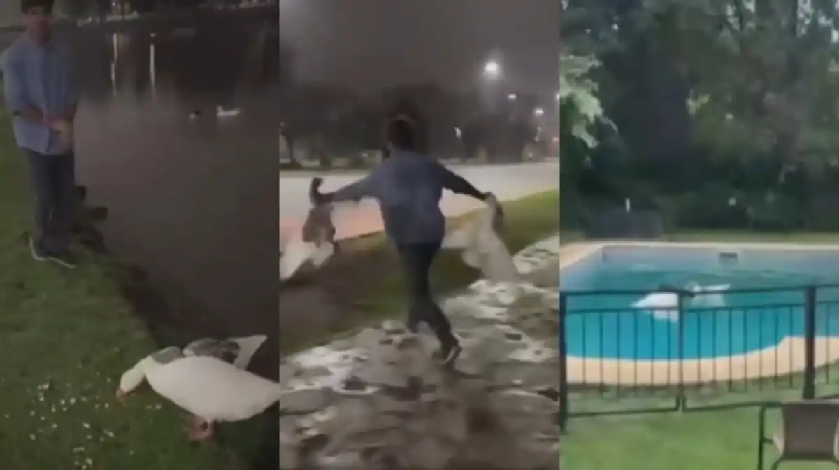 Buenos Aires: un hombre se robó dos gansos de los Lagos de Palermo y los llevó a la pileta de su casa