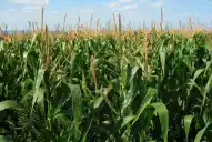 Apronor advirtió que la baja de retenciones “beneficia más a las cerealeras que a los productores”