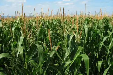 Apronor advirtió que la baja de retenciones “beneficia más a las cerealeras que a los productores”