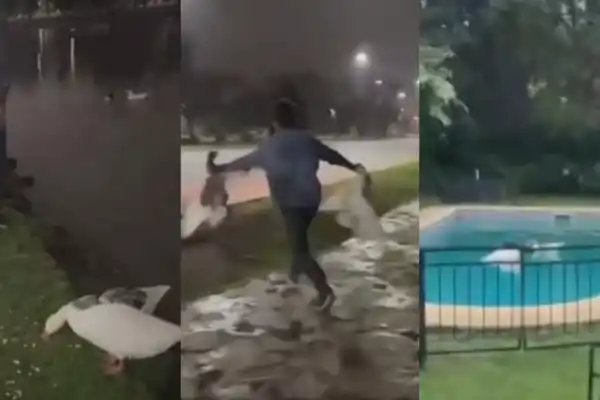 Buenos Aires: un hombre se robó dos gansos de los Lagos de Palermo y los llevó a la pileta de su casa