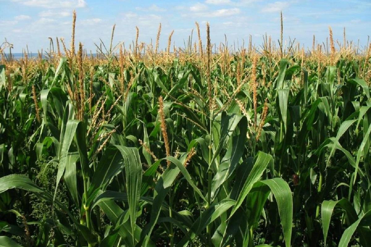 Apronor advirtió que la baja de retenciones “beneficia más a las cerealeras que a los productores”