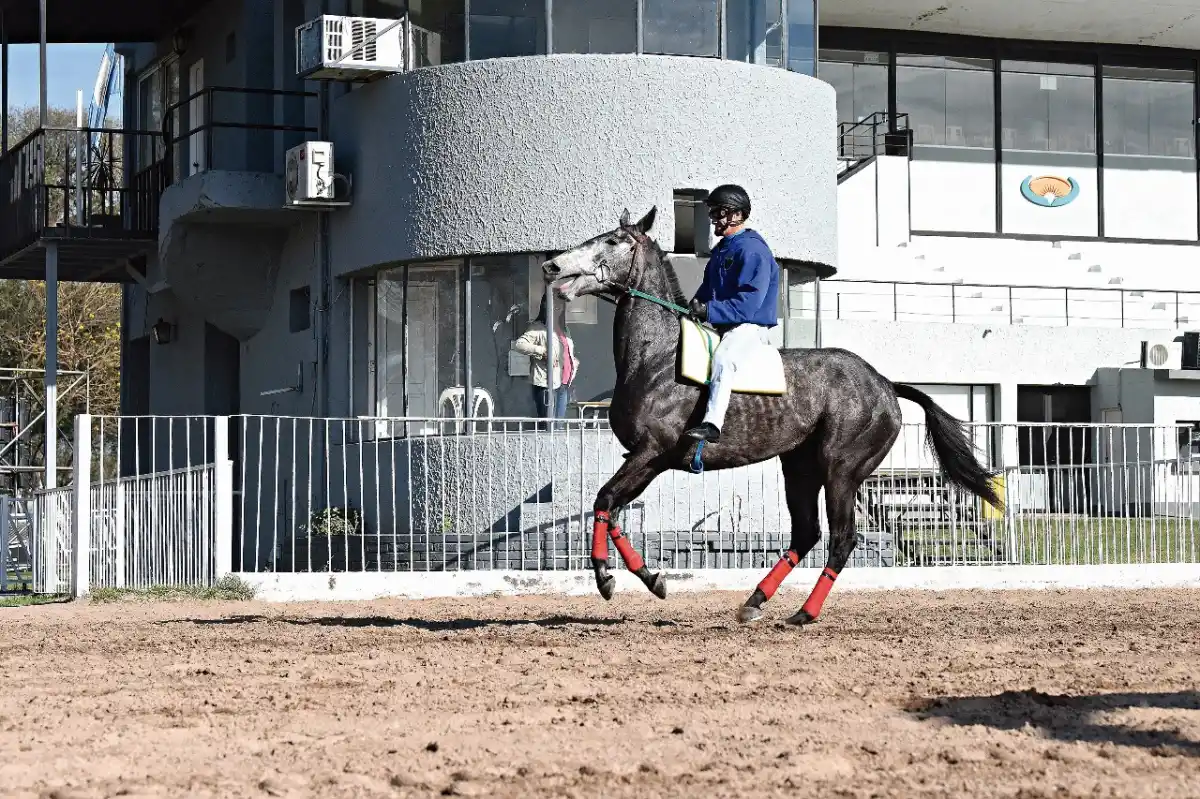 FIGURA INTERNACIONAL. El brasileño Jorge Ricardo montará a la yegua Cima Himalaya en el Gran Premio Batalla de Tucumán.