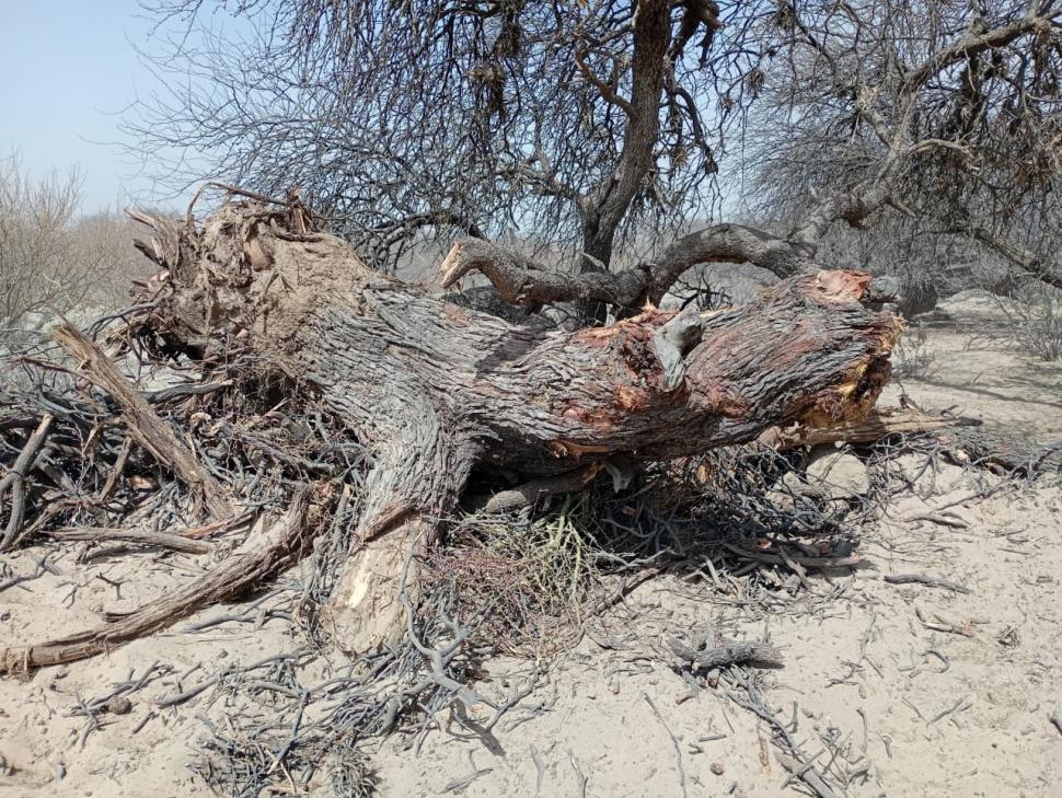 ÁRBOLES EXTRAÍDOS. El daño medioambiental también es considerable.