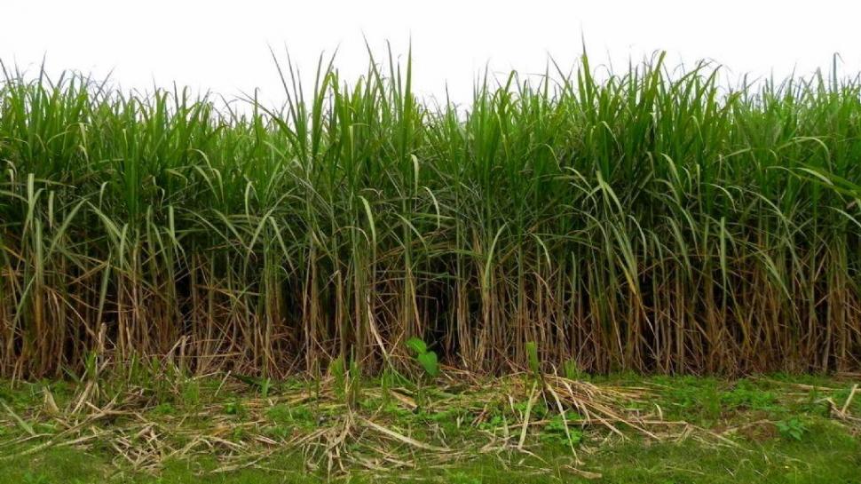 CAÑAVERALES. Una producción con muchos propietarios