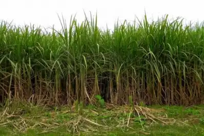 Entrar a los campos es una odisea: las lluvias retrasan la zafra azucarera y la trilla de granos