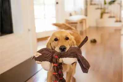Pequeños brillantes: algunos perros pueden clasificar sus juguetes por su función, según un estudio