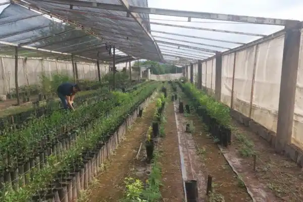 Tucumán: decomiso en un vivero cítrico no registrado