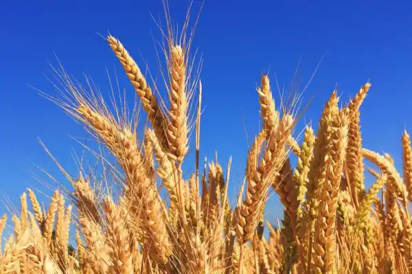 Campaña triguera: las recientes lluvias favorecieron el desarrollo del cereal en el país