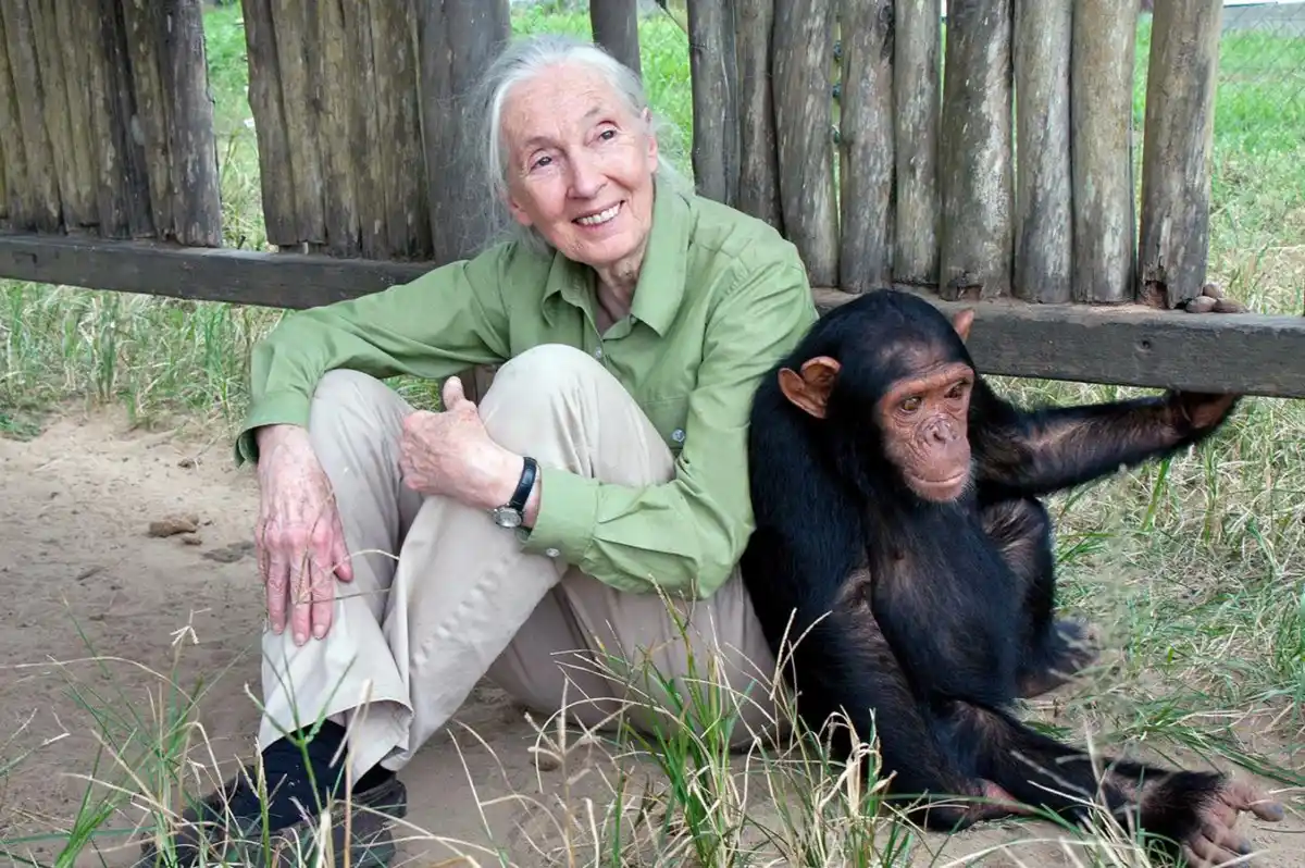 Murió Jane Goodall, la mujer de los chimpances