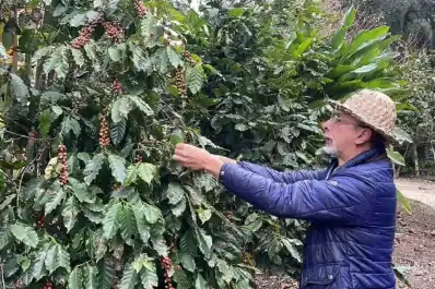 Cómo es el programa provincial que busca impulsar la producción de café en Tucumán