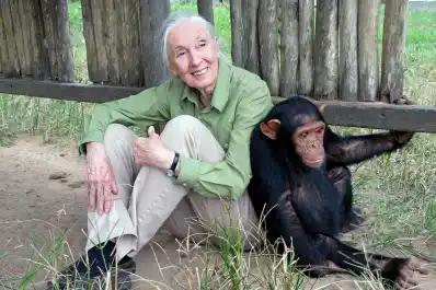 Murió Jane Goodall, la mujer de los chimpances: fue un ícono de la ecología del siglo 20