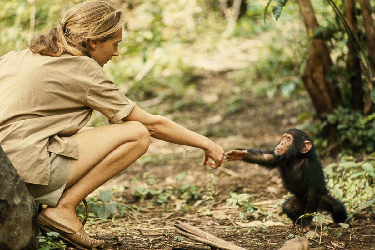 La icónica foto de Jane Goodall junto a la chimpancé Flint
