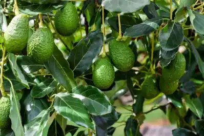 Las perspectivas de la palta en Tucumán y una oportunidad para reorganizar el sector