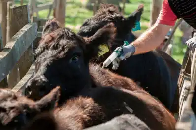 Aftosa: el 13 arranca la segunda campaña anual de vacunación