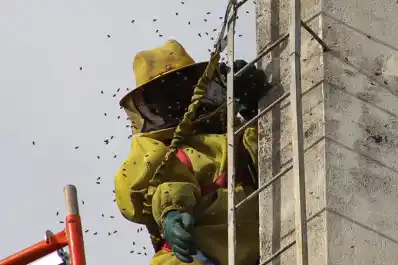 Consejos ante la presencia de enjambres de abejas en ciudades