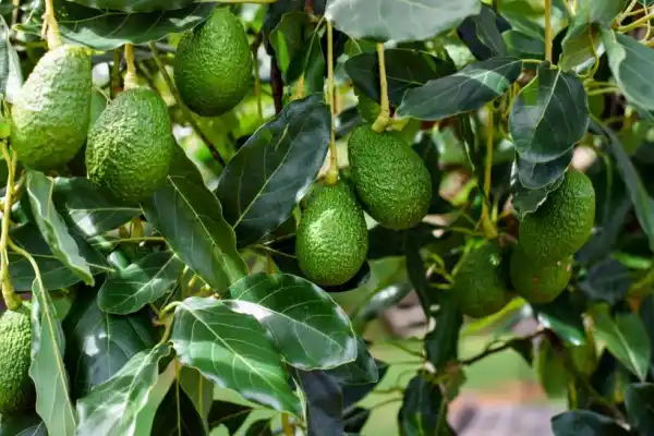 Las perspectivas de la palta en Tucumán y una oportunidad para reorganizar el sector