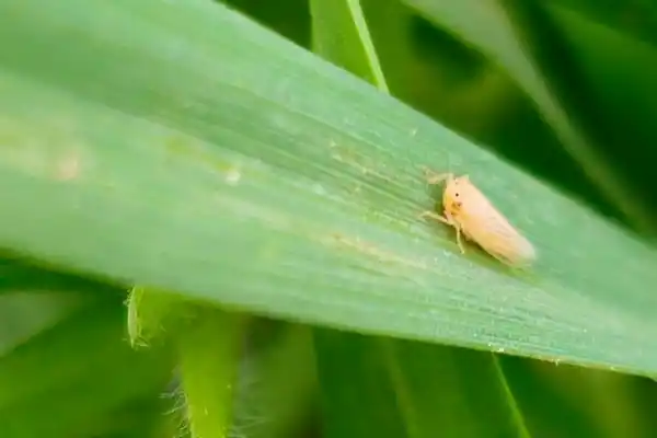 Maíz: en un año, el rinde local mostró una sensible recuperación