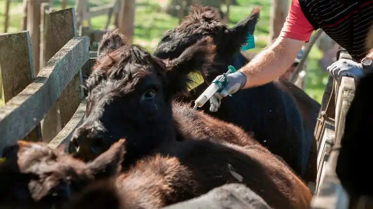 Aftosa: el 13 arranca la segunda campaña anual de vacunación