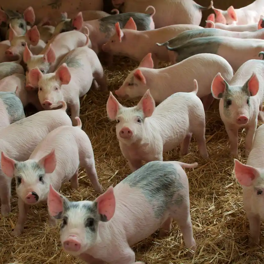 Sector porcino: el BICE ya dio $ 6.000 millones en créditos