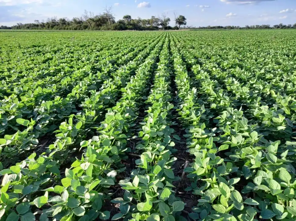 DATO. El maíz como cultivo sucesor (soja-soja-maíz) cayó de un 31% a 11%.