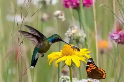 Plantas nativas: la tendencia que llena tu jardín de mariposas y colibríes