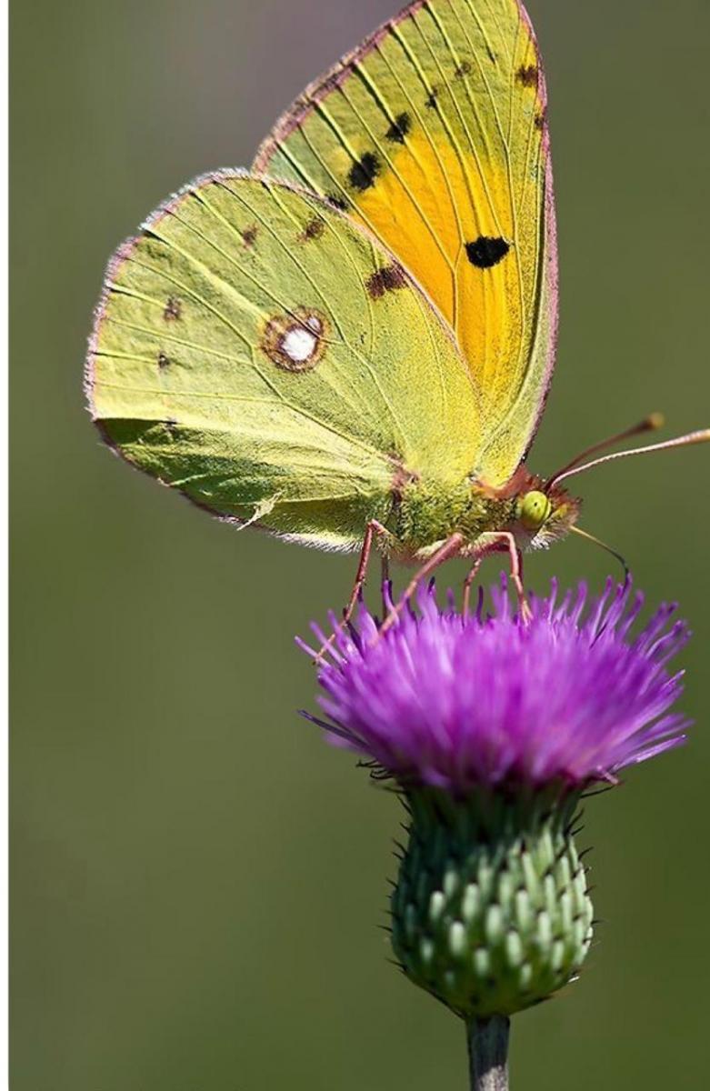CARDO. Es una planta anual y puede alcanzar el metro de altura.