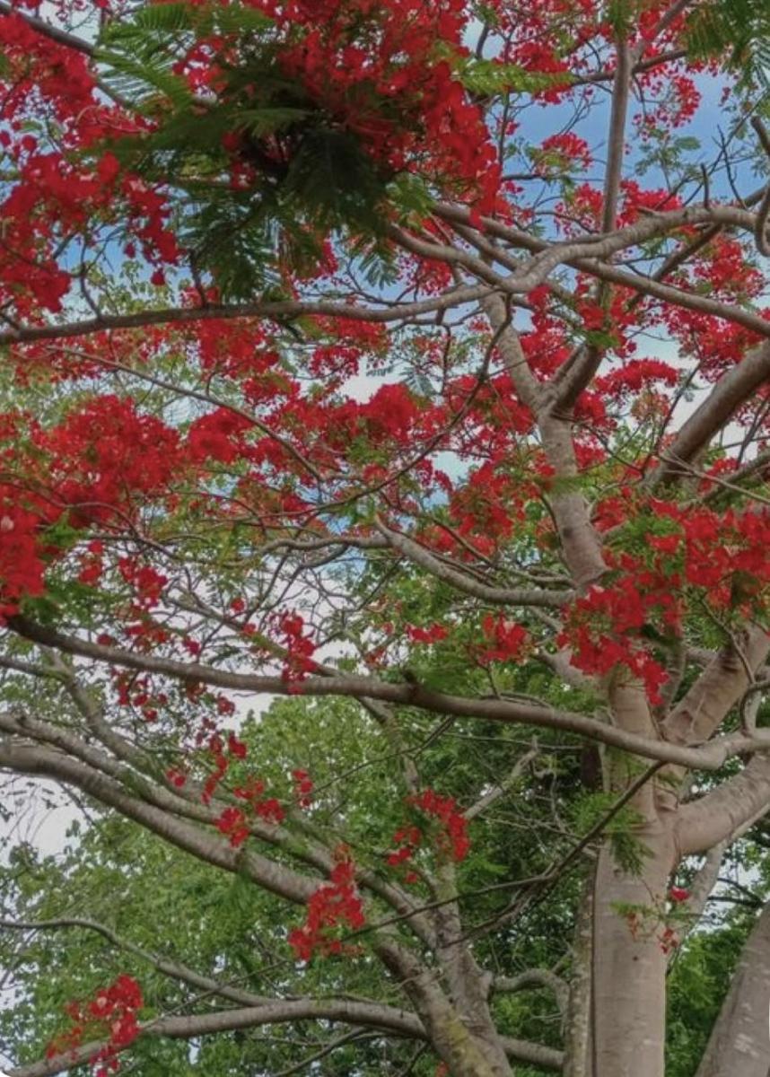 CEIBO. Es originaria del Río de la Plata y del Paraná y fue designada como la flor nacional de nuestro país.