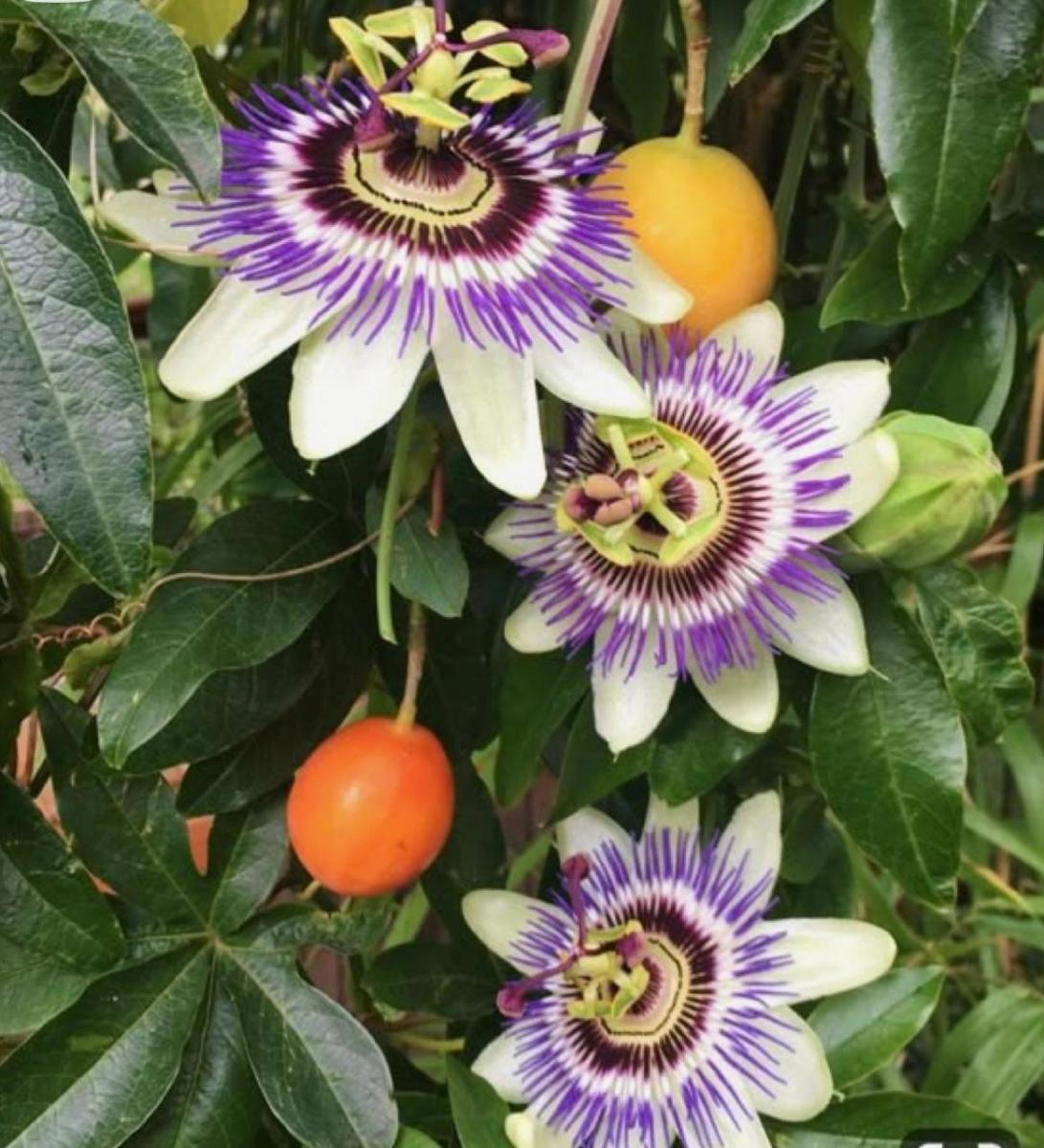 PASIFLORA. Esta planta tiene flores muy vistosas, es trepadora y algunos dicen que tiene propiedades medicinales.