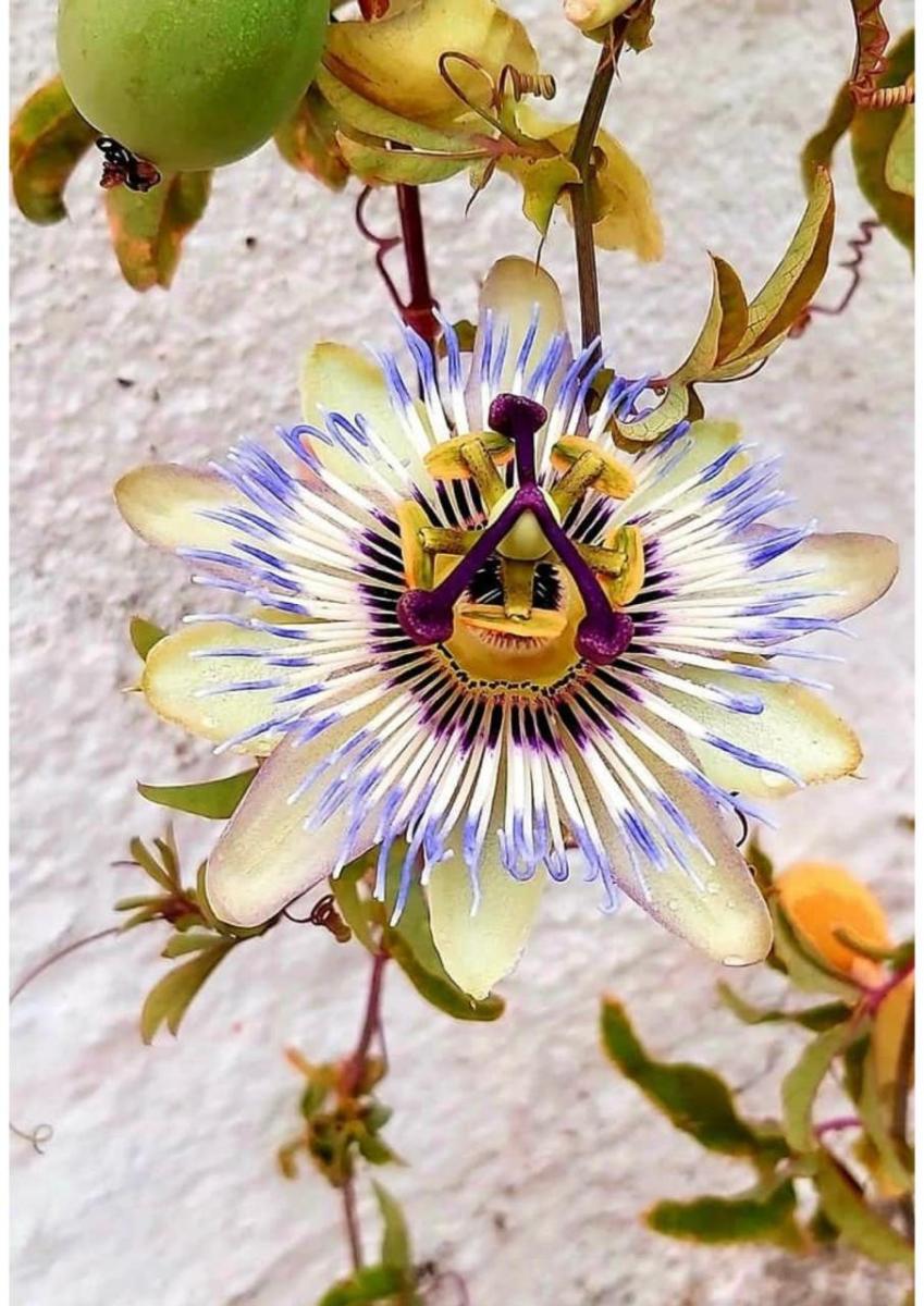 Plantas nativas: la tendencia que llena tu jardín de mariposas y colibríes
