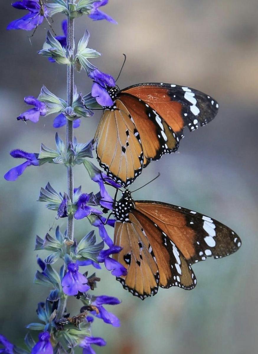 SALVIA. Se trata de una planta aromática originaria del Mediterráneo. 