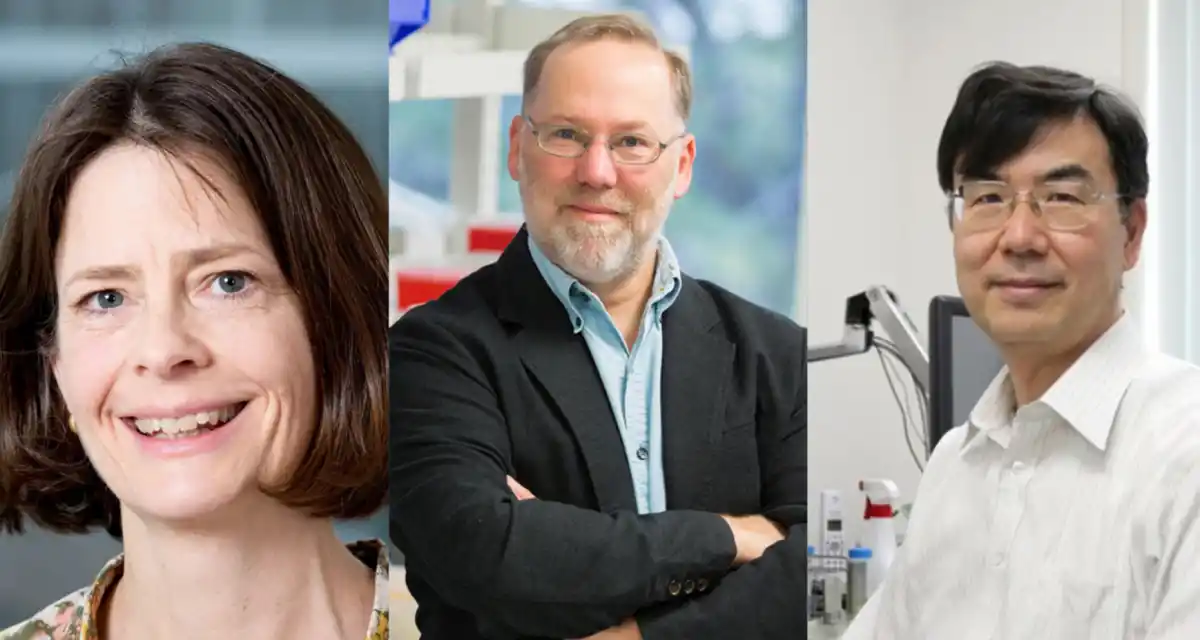 Premio Nobel de Medicina: cómo funciona la tolerancia periférica, la inteligencia oculta del sistema inmune