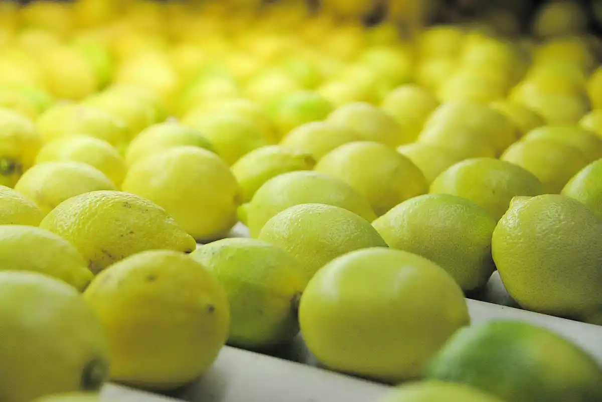 El limón, líder exportador: crecieron las ventas al exterior
