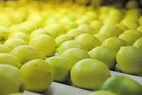 El limón, líder exportador: crecieron las ventas al exterior